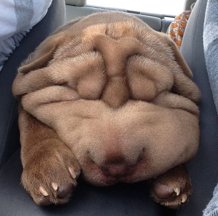 Illustration de l'article : 17 photos de chiens Shar-Pei prouvant qu'une peau plissée peut être la plus jolie des choses
